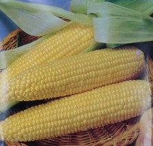 Iochief Yellow Corn Seeds 25 Sweet Vegetable Garden NON-GMO Heirloom  - £2.47 GBP