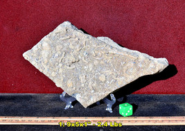 5-9&quot; FOSSIL SLABS from Socorro, NM * Choice of 15 * incl Crinoids Coral... - $9.64+
