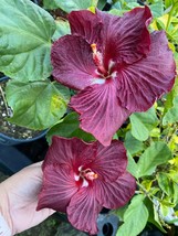 Deep Purple Hibiscus Seeds 20 Hibiscus Seeds Perennial Tropical Fresh Seeds - £6.72 GBP