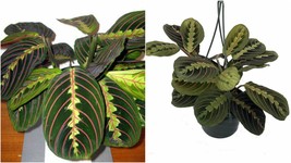 Live Plant Maranta Red Prayer Easy to Grow Houseplant 6&quot; Hanging Basket Pot Yard - $73.99