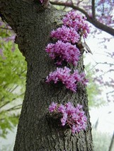 KKG Cercis Canadensis Eastern Redbud Flowering Tree 20 Seeds Fresh Garden - $166.87 MXN