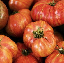 Big Rainbow Heirloom Tomato - Organic - 20 Seeds Fresh Gardening USA Shipping - $15.98