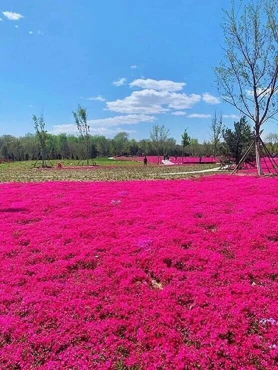 MBK 1000 Seeds Red Creeping Thyme Groundcover Non-Gmo Packs Sale - £7.52 GBP