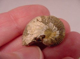 (F-422-Y) 5/8&quot; Ammonite fossil ammonites extinct marine molluscs shell s... - £6.82 GBP