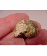 (F-422-Y) 5/8&quot; Ammonite fossil ammonites extinct marine molluscs shell s... - $8.59