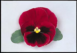 Pansy Majestic Giant II Red-Blotch 250 seeds - $31.18