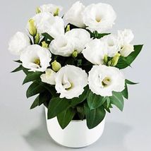 20 SEEDS white CAMELLIA GRANDIFLORA flower exotic garden - $10.66