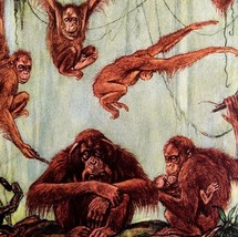 Orangutans Apes 1954 Art Print Paul Bransom Marlin Perkins Zooparade DWDD3 - $54.35 CAD