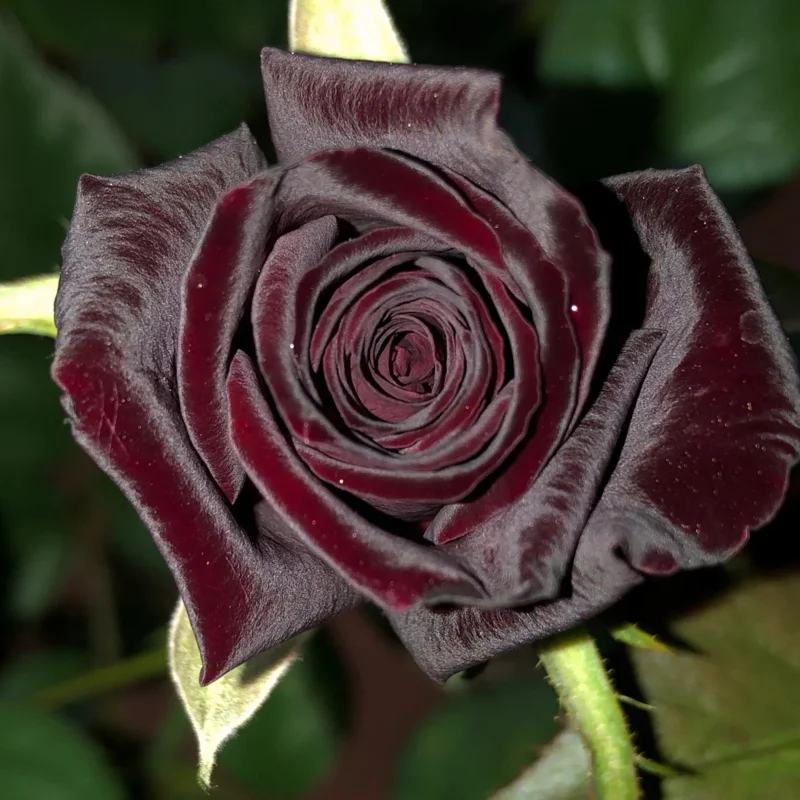 Black Rose Seeds Black Buck Seeds - $20.99