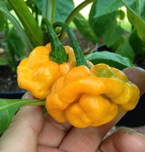 Yellow Scotch Bonnet Pepper Very Hot Jamaican Capsicum Annuum Vegetable 40 Seeds - £4.67 GBP