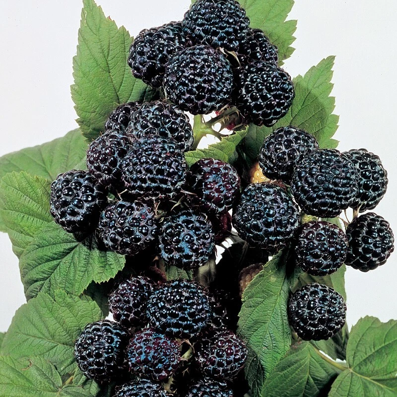 1 Jewel black raspberry plant. midseason. Zones 4-8. Live rooted starter... - $35.63