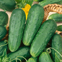 Vpf 25 Homemade Pickles Cucumber Seeds Fresh Harvest For 2024 Gardens - $2.41