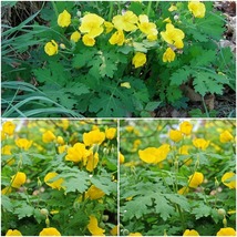 20 CELANDINE yellow POPPY bulb Stylophorum eiphyllym Home Garden BV - £40.62 GBP