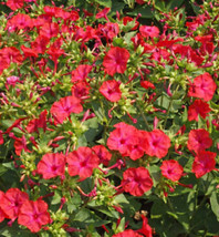 Us Seller Four O’clock Hummingbird Red Mirabilis Jalapa Night Blooms Non-GMO 25 - £5.17 GBP
