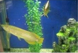 Java Fish Tank Fern Aquatic Seeds - $10.49