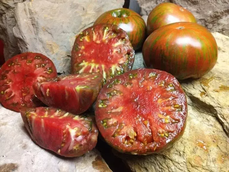 120+ CHOCOLATE STRIPE TOMATO SEEDS - HEIRLOOM - ORGANIC - NON GMO ------... - $3.74