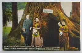 Santa Cruz California Gen&#39;l Tremont Big Tree Hollow Burned Out Fire Postcard S19 - £3.15 GBP