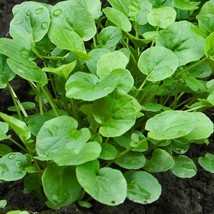 PS Upland Cress Seeds 1000 Seeds Heirloom Non-Gmo 1156 Fast Grow - $166.68 MXN