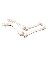 New Life Size Pair BUCKY SKELETON LEGS Set-2nd Class Resin Anatomical Lower Limb - $91.76 CAD