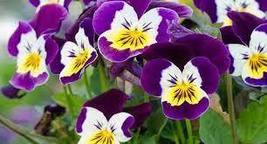 Yellow Purple Pansy Flowers, 20 Seeds, handy garden bonsai plants - £6.73 GBP