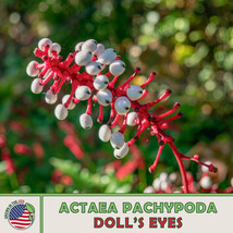 LWSTORE 10 Doll&#39;S Eyes Seeds Actaea Pachypoda White Baneberry Native Perennial U - £6.56 GBP