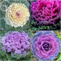 Brassica Oleracea Mixed Ornamental Kale 30 Seeds Flowering Cabbage White Red Pur - £5.49 GBP