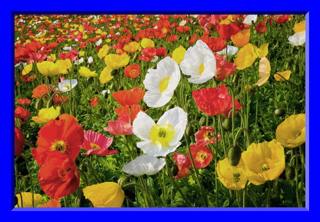 Iceland Poppy Seeds!  50 Seeds Beautiful Colors!  ! - $8.60