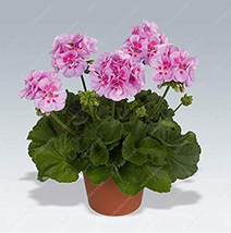 100Pcs Geranium Flower Plants S Potted Geranium Hot New Arrival Fresh Seeds - $17.60