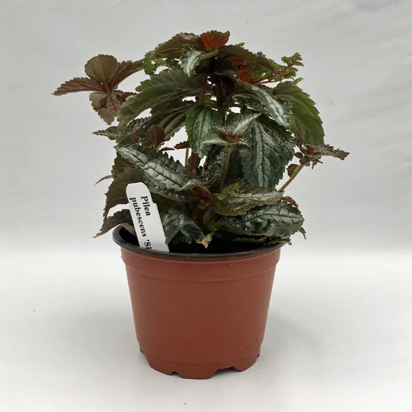 CLK Pilea Pubescens Silver Tree 3.5 until 4 Inch Pot USA Seller - $19.98