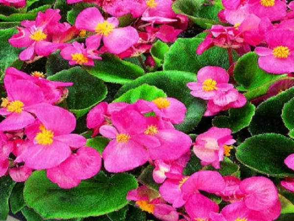 Primary image for 50 Pelleted Begonia Seeds Hot Tip Light Pink Seeds Fresh