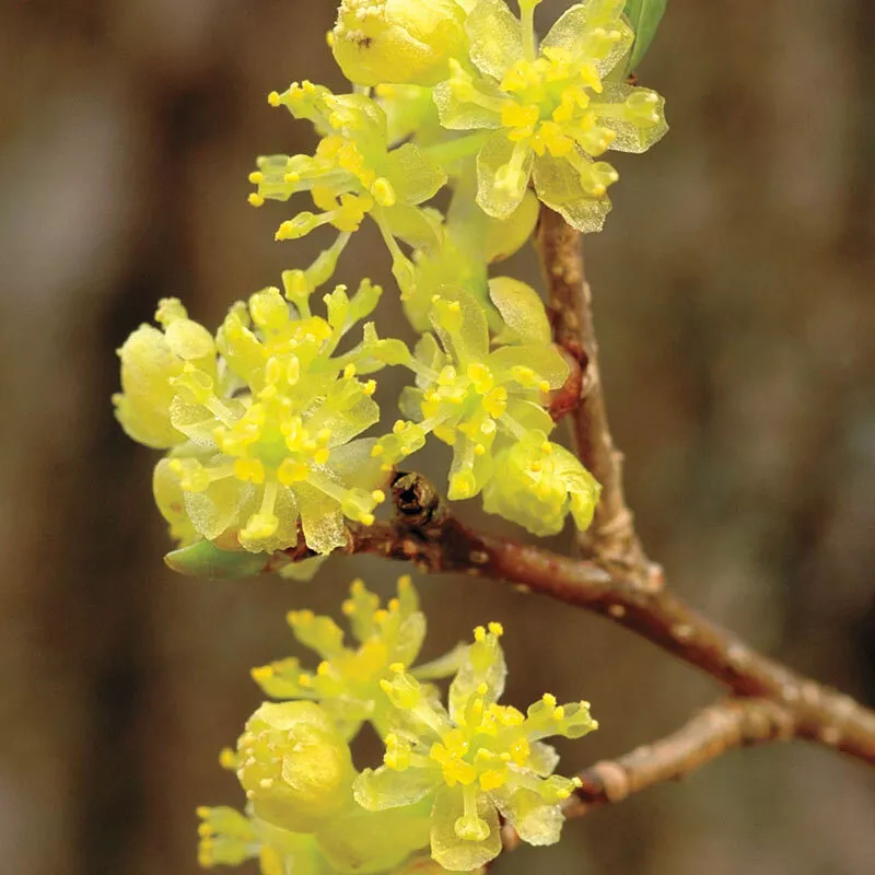 2 Northern Spicebush Shrubs 12-18&quot; Tall s 4&quot;s Lindera benzoin - $93.86