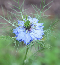 100 Seeds Love In A Mist Flower Blue Nigella Damascena Organic Crop Of Fresh Gar - £12.53 GBP