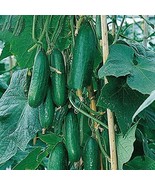 100 Seeds Dark Green Little Cucumber Hybrid F1 - $217.37 MXN
