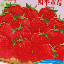 Jindi&#39; Season Big Red Strawberry 40 Seeds Sweet Organic Juicy Bonsai Garden - £4.67 GBP