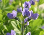 LWK 31 Seeds Indigo Blue Perennial Wildflower Groco Easy Grow - $9.14