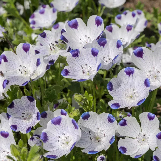 1Oz Five Spot Flower Seeds Nemophila Maculata Approx 4600 Seeds Garden - £13.72 GBP