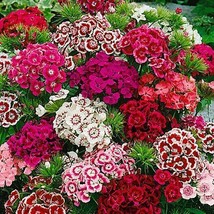 Sweet William Dianthus Indian Carpet Dwarf Mix B Icolored 200 Seeds Fresh Garden - £6.15 GBP