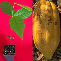 TRINITARIO Theobroma Cacao Cocoa Chocolate Fruit Tree Potted Plant Yello... - £21.02 GBP