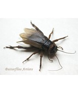 Real Steppe Cricket Melanogryllus Desertus XL Entomology Collectible Sha... - $107.29 CAD