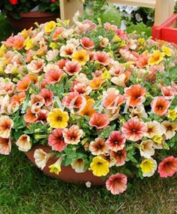 US Seller 200 Pcs Bonsai Hanging Petunia Garden Petunia Mixed Color Potted Peren - $10.90