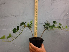 BALTIC-SUB Zero Ivy 1 Potted Plant - £3.15 GBP