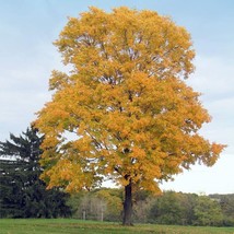 Fast Growing Tree Seeds: Silver Maple (Acer Saccharum) | Size:10-100 | Us Native - $3.25+