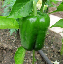 SEPT Golden California Wonder Sweet Bell Pepper Seeds 25 Seeds - $5.88