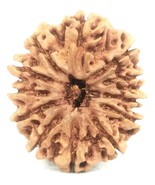 12 Mukhi Rudraksha - Collector Size Nepal Origin Bead - 27.78 mm - IGL C... - $3,542.34 MXN