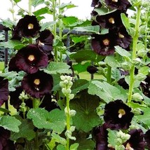 New Seeds 10 seeds of Black Hollyhock USA Seller - £22.72 GBP