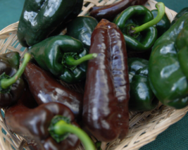 Easy To Grow Seed - 30 Seeds Ancho Poblano Chile Pepper - £3.18 GBP