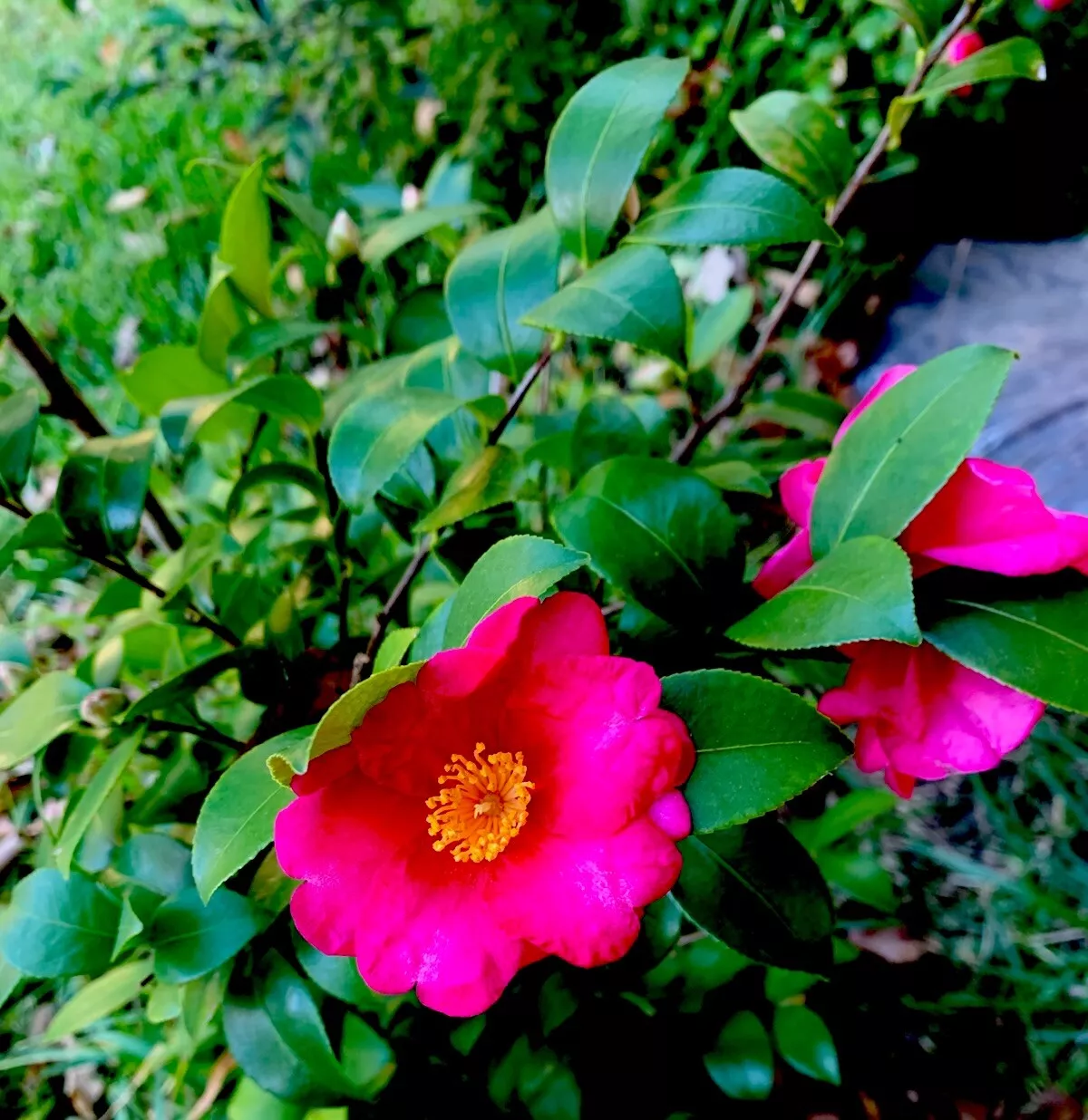 6 Pink ‘n Yellow Camellia Sasanqua Cuttings 5”+ Evergreen Shrub Shishi G... - $28.90