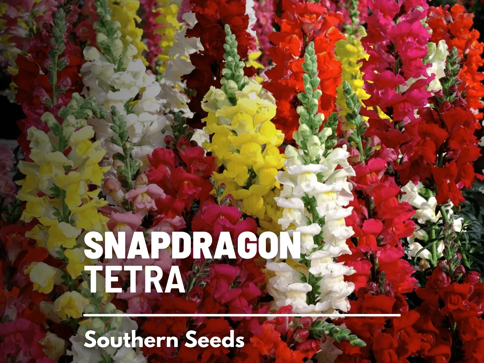Snapdragon, Tetra Mix - 200 Seeds - Pollinator &amp; Hummingbird Friendly - $14.82