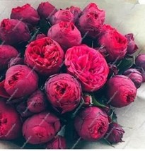 10 Of Chinese Peony Tree Seeds - Heirloom Double Ball Type Flowers - $9.40