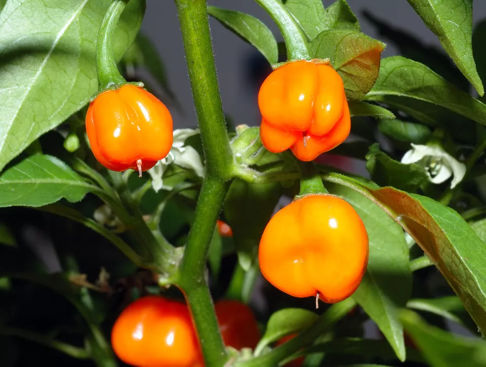 40 Seeds Orange Scotch Bonnet Pepper - £11.36 GBP